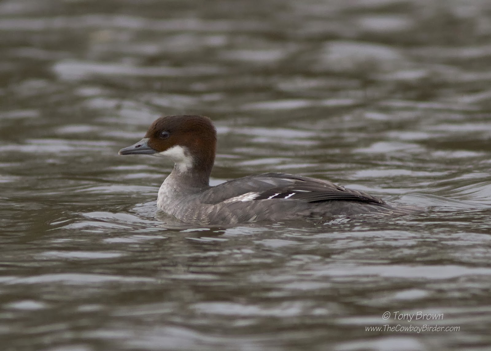 Redhead, Ducks, Epping Forest, Connaught Water, London