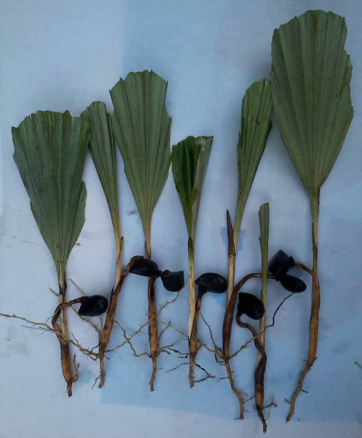 bibit sawit karet dan aren aren enau tanaman pencetak bibit sawit karet dan aren aren enau tanaman pencetak