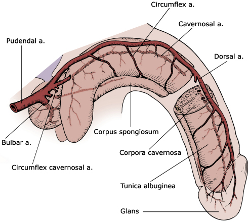 improve Blood penis flow