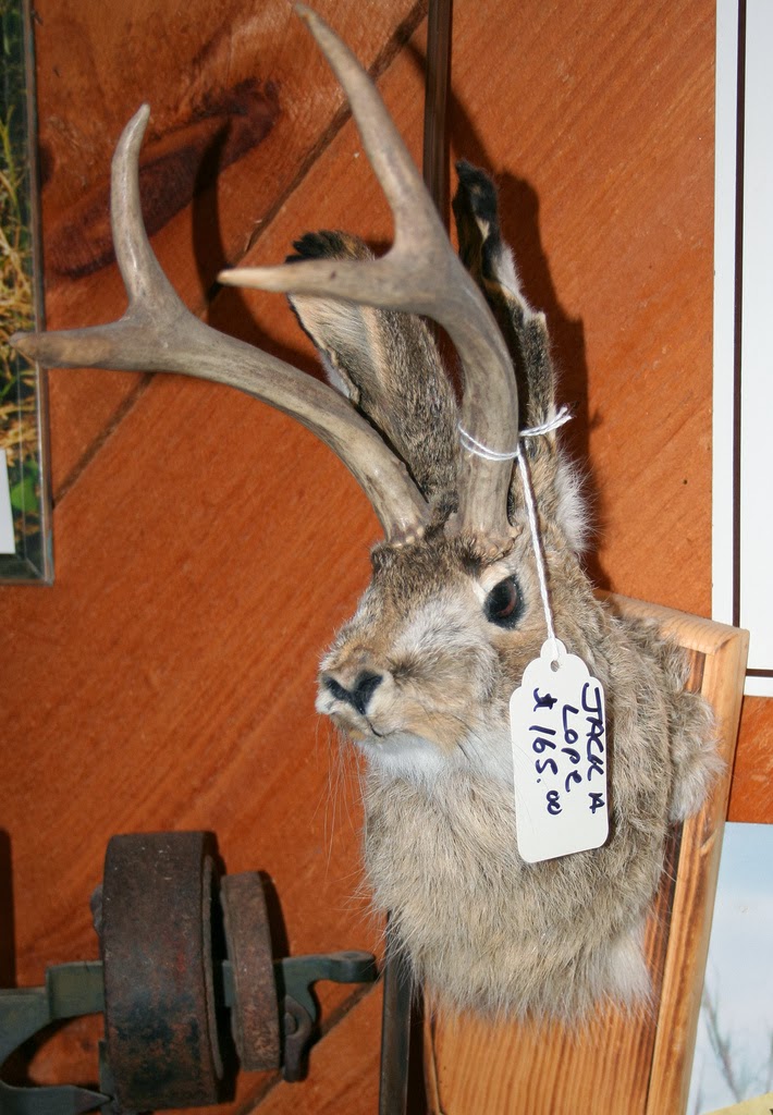 The Carpetbagger Jackalopes