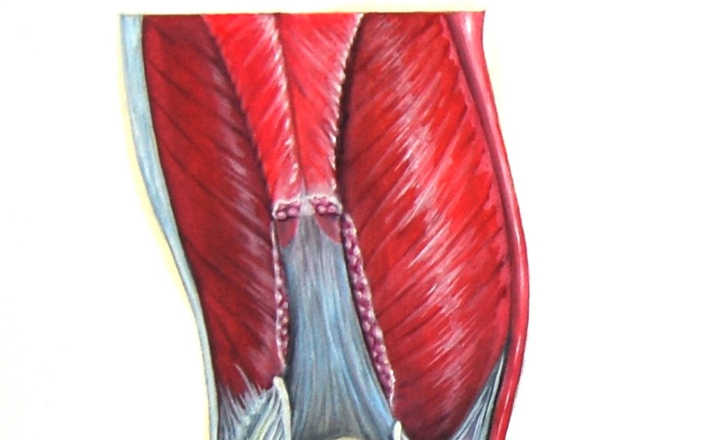 Kate Daly Medical Illustration Illustration of Quadriceps Tendon Repair