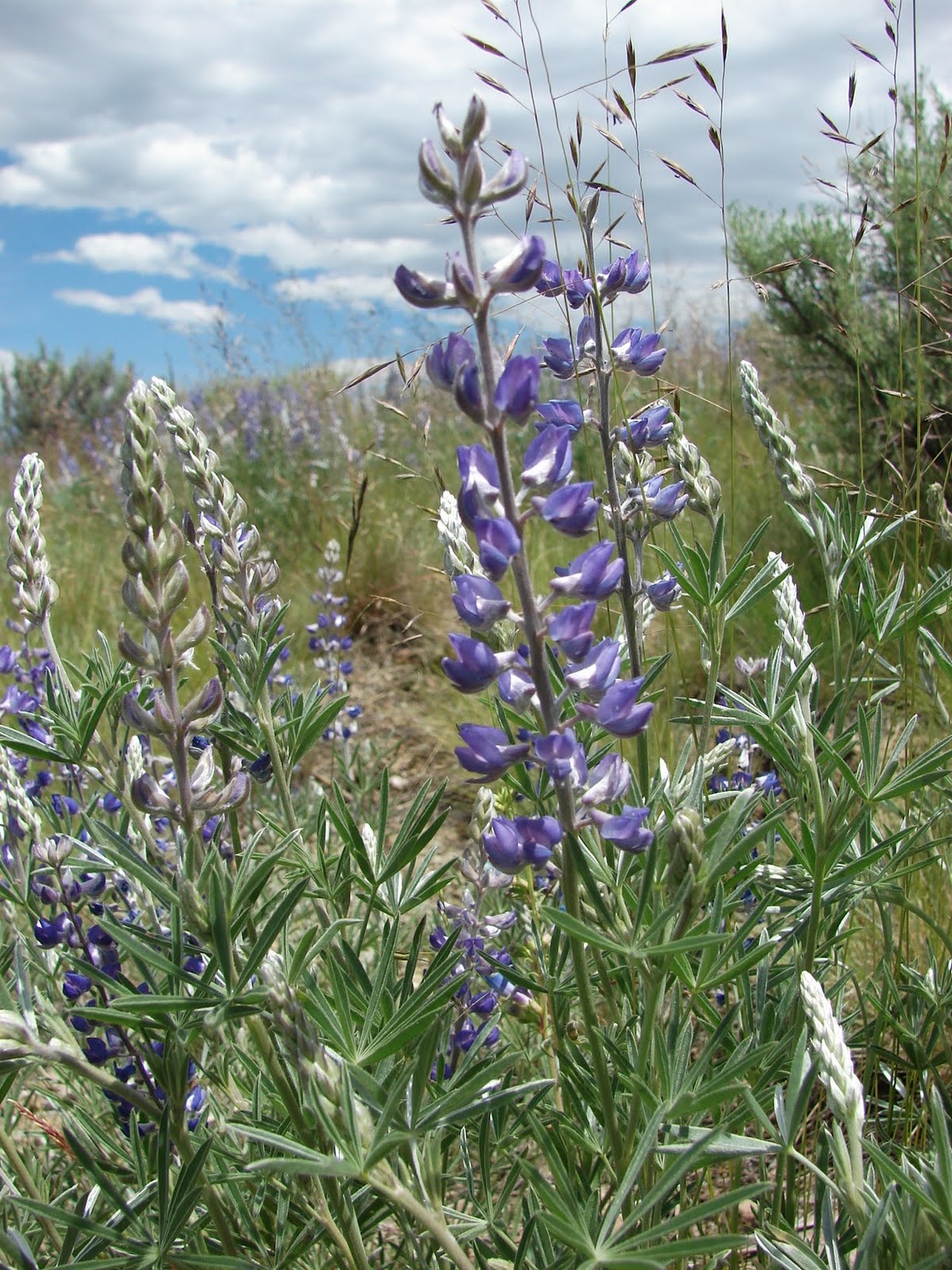 Along the Oregon Trail in Baker County, Oregon wildflowers