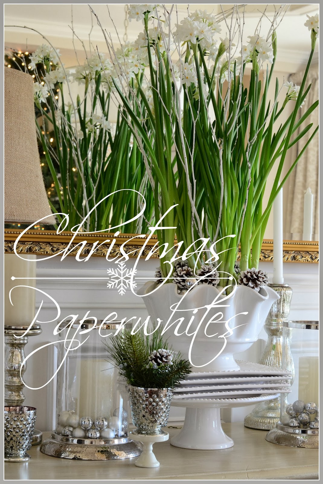 CHRISTMAS PAPERWHITES - StoneGable