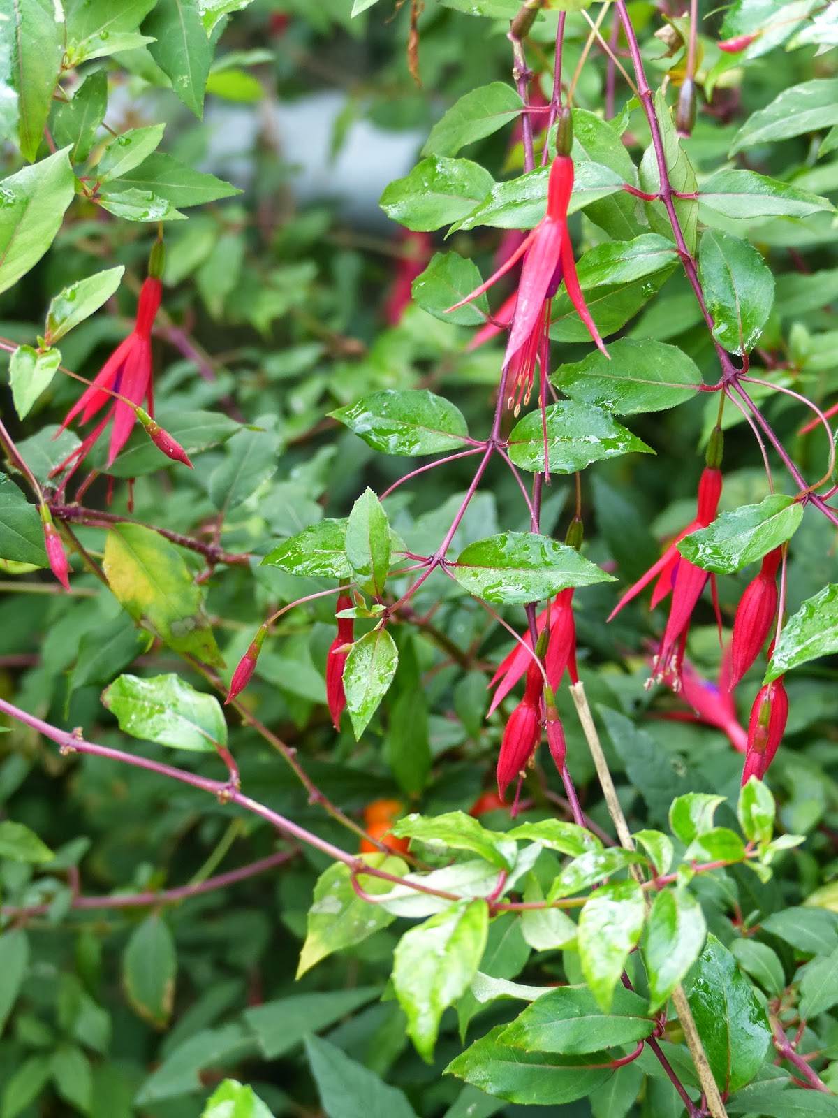 Google Image Result For Http 4 Bp Blogspot Com Fijbeodrzos