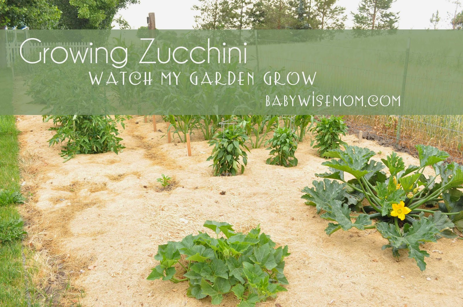 Growing Zucchini {Watch My Garden Grow Series} Chronicles of a Babywise Mom