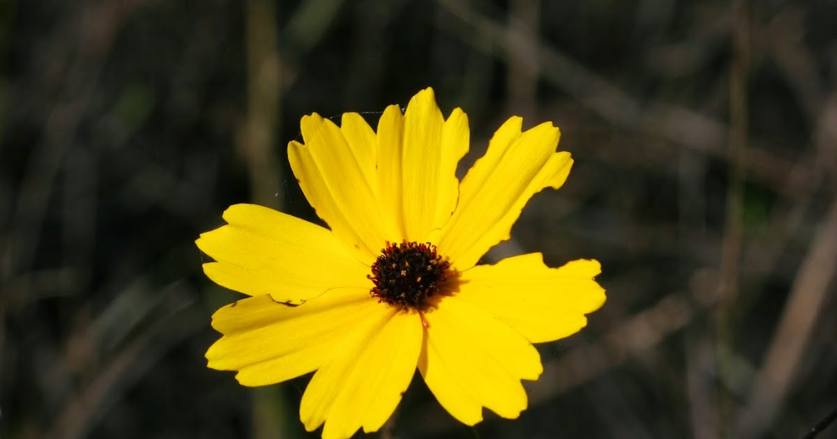 Native Florida Wildflowers Florida Tickseed Coreopsis floridana