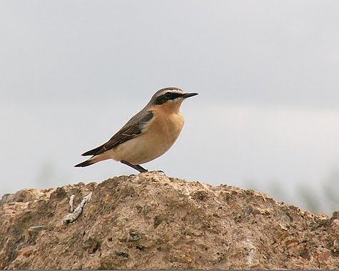Wheatear Bird
