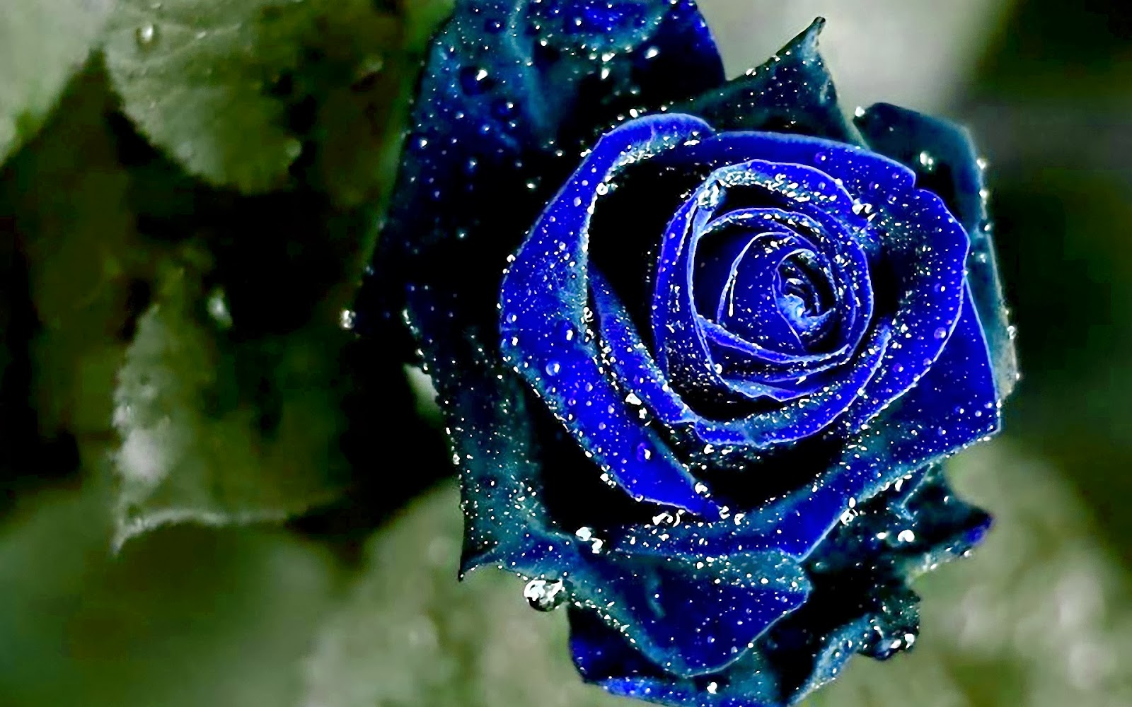 Blue Rose Wallpapers - keywords HERE