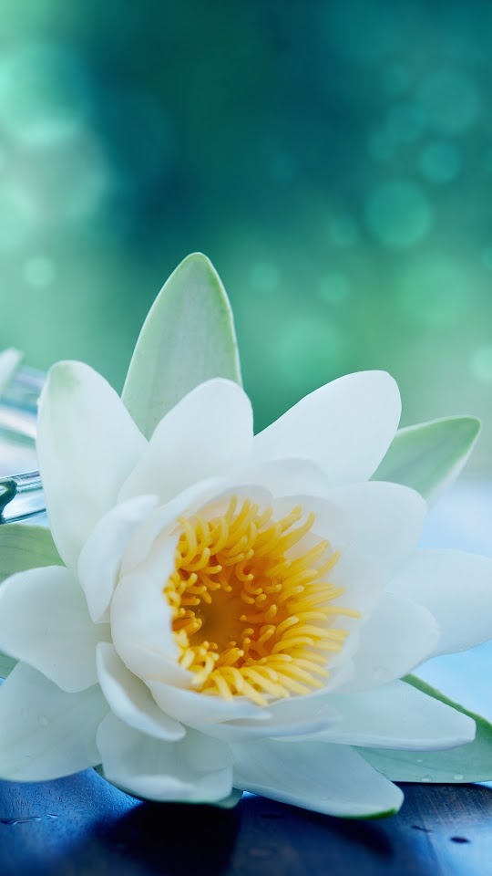 White Lotus Flower Android Wallpaper