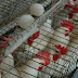 Anuncian que República Dominicana podrá exportar nuevamente pollos y huevos