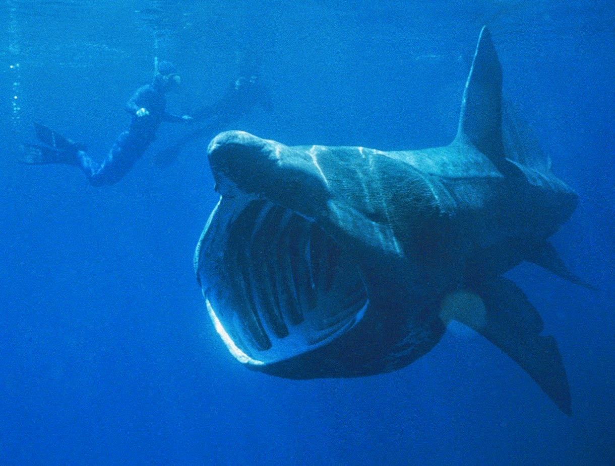 Hewan Terbesar di Dunia Penguasa Laut Hewan Terbesar di Dunia Basking Shark