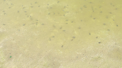 tadpoles 2