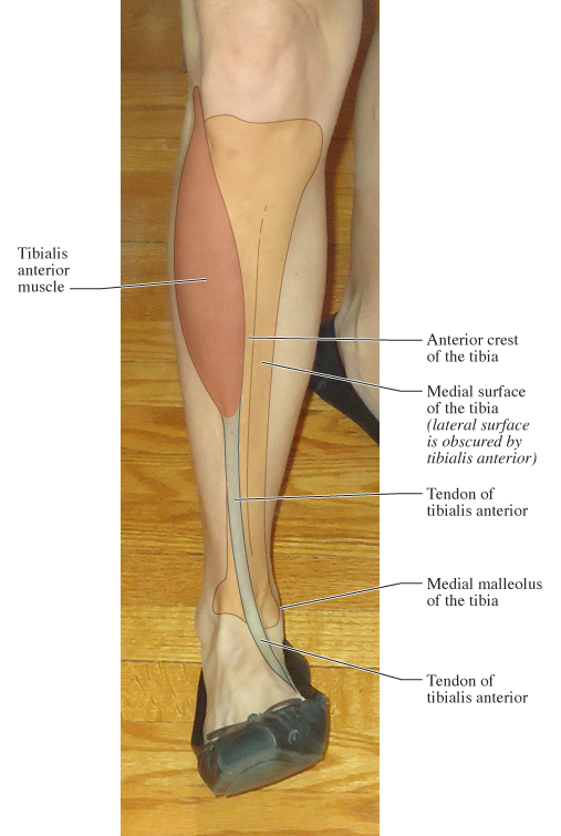 Human Anatomy For The Artist  Anterior Leg  Part 2  It U0026 39 S