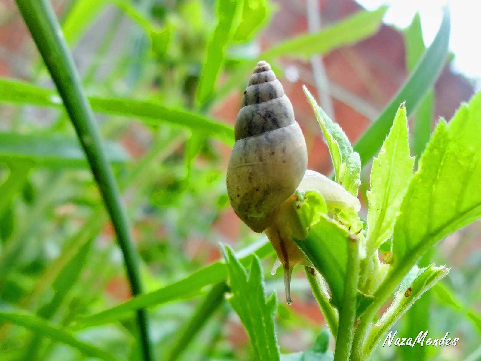 Caracol!!!