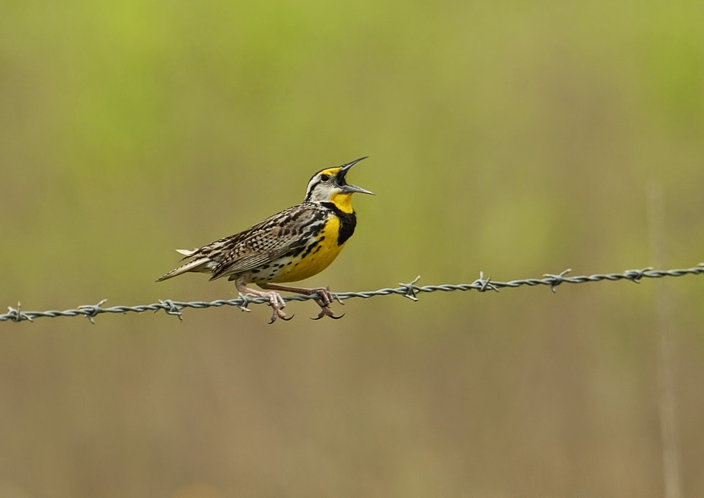 Steve Rogers birding Some images from the Anuhuac area of Texas