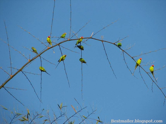 Konkan photos.32