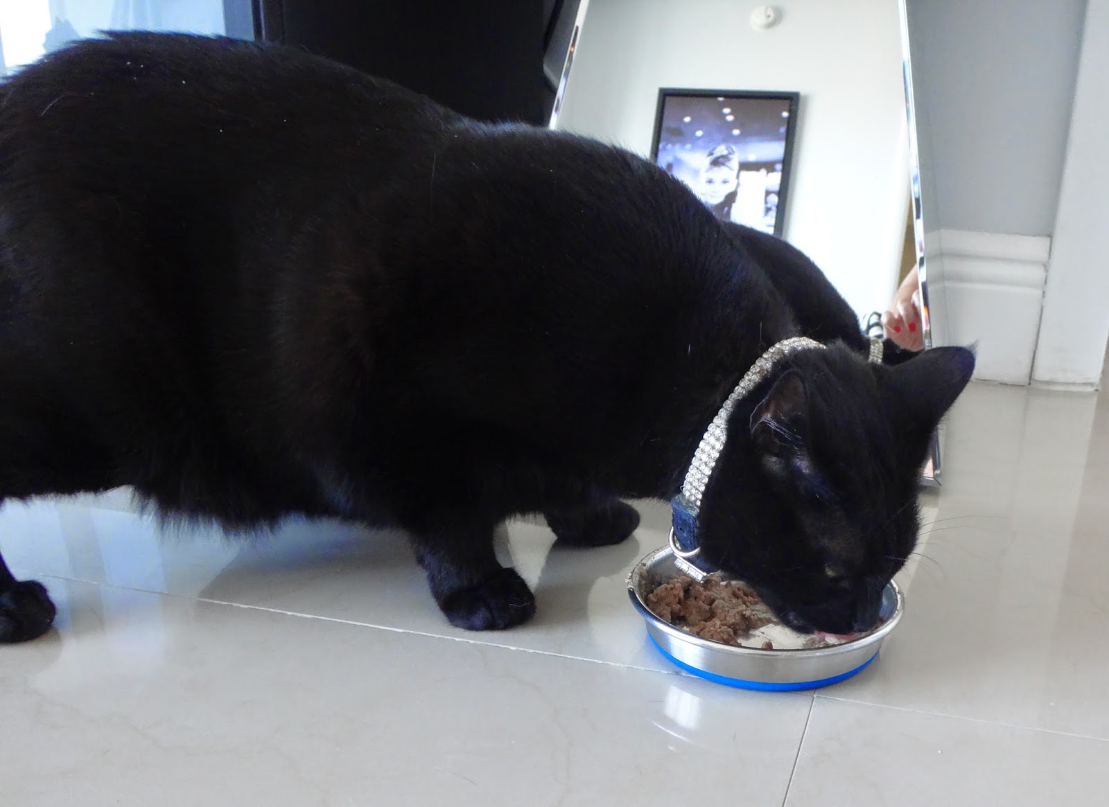 Riverfront Cats Downtown Miami Johnny Walker S Scandalous Reveal