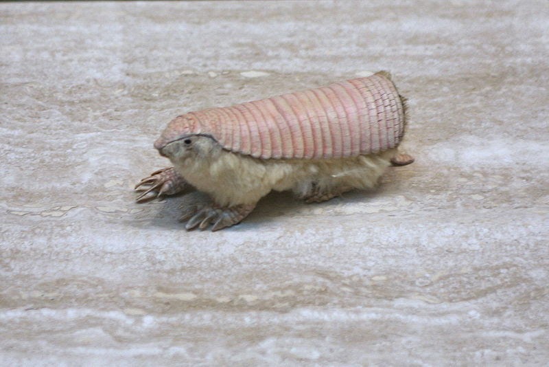 are armadillos nocturnal