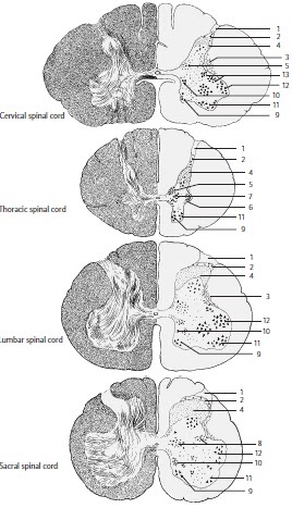 Cross Sections of the Spinal Cord