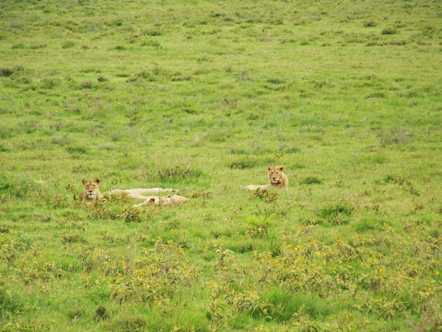 NGORONGORO CRATER TANZANIA