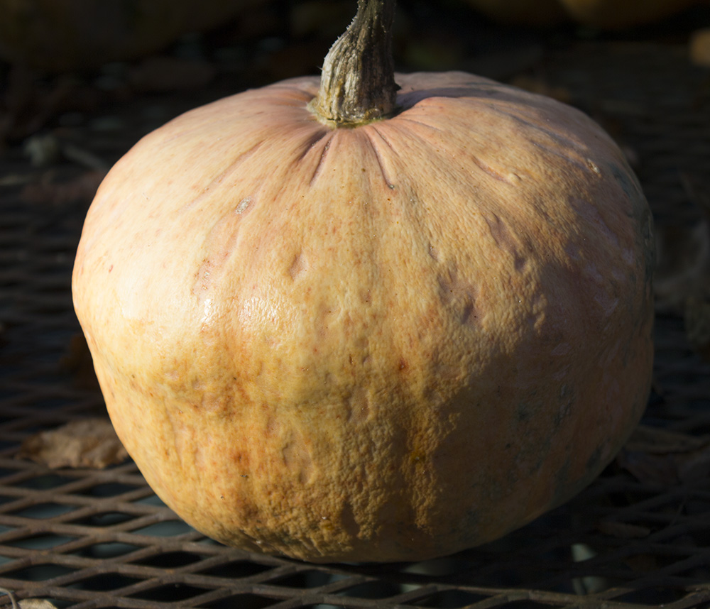 Rurification Winter Squash Roundup 2013 Part 3