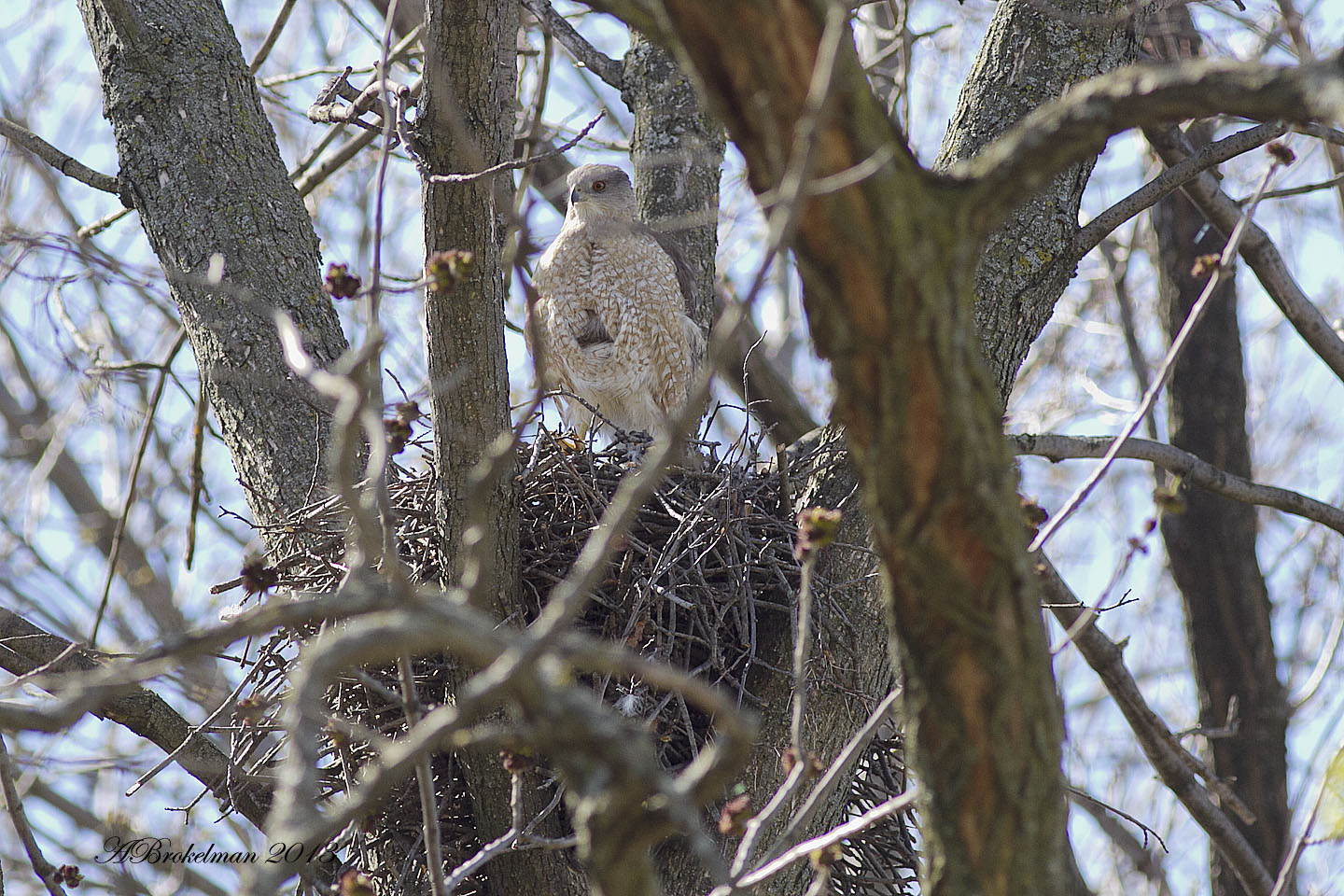 Cooper's Hawk Nest 2013 Cooper Hawk Nest Active April 17, 2013