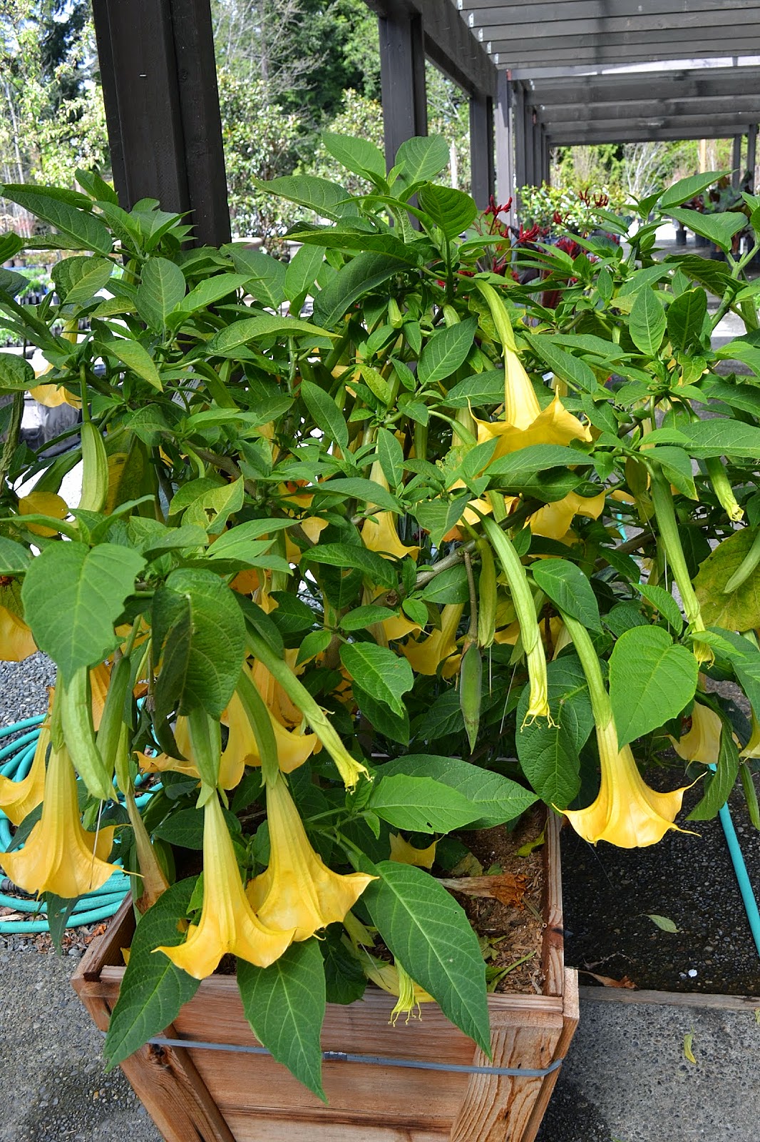 The Outlaw Gardener Wells Medina Nursery Part One