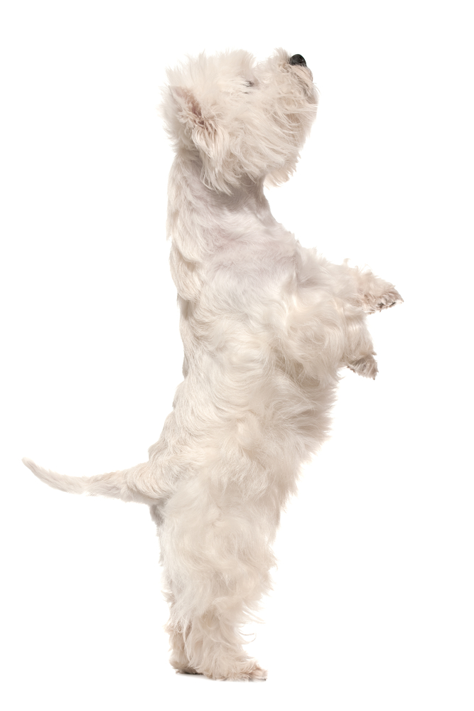 begging dogs dog beg highland terrier west hind legs train mooching pooch why royalty