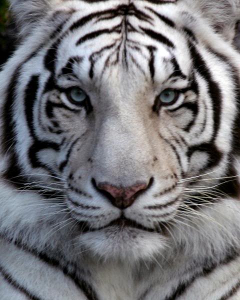 So... what's your favorite animal? - GirlsAskGuys