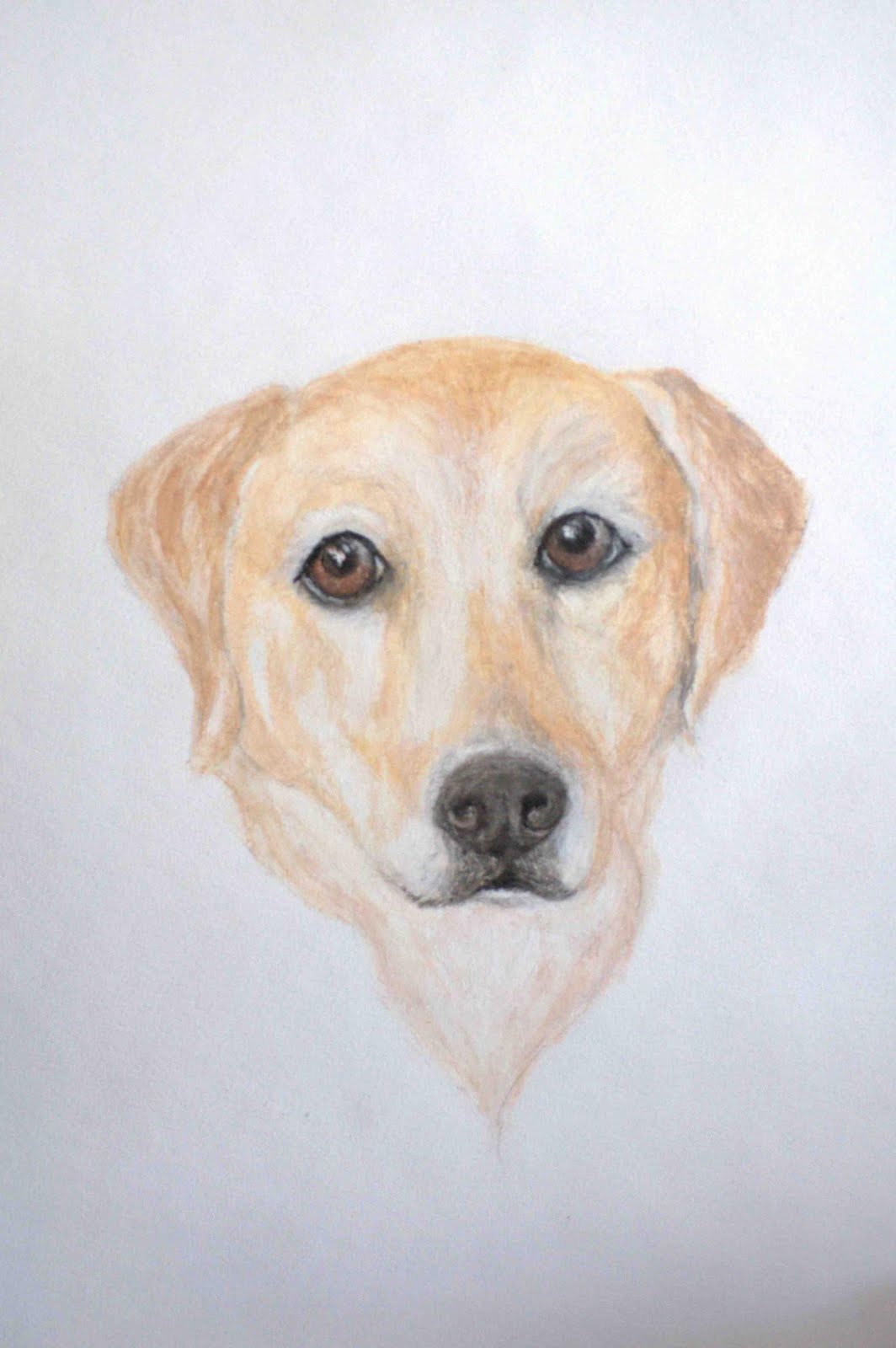 Aquarel labrador