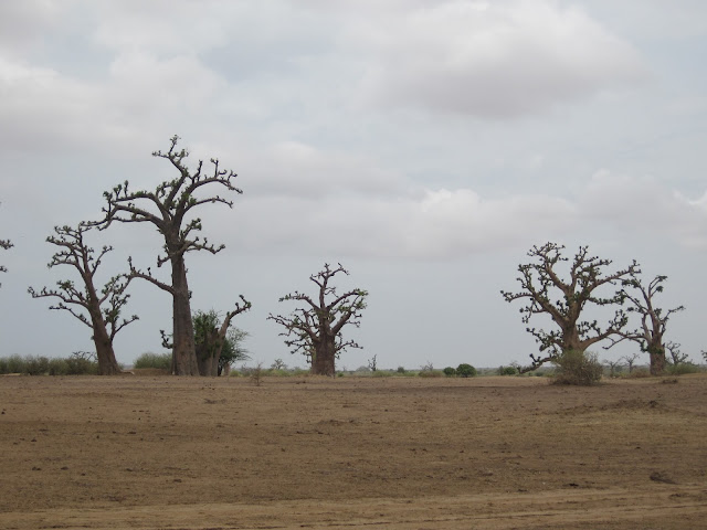 Bosque de baobabs en Senegal