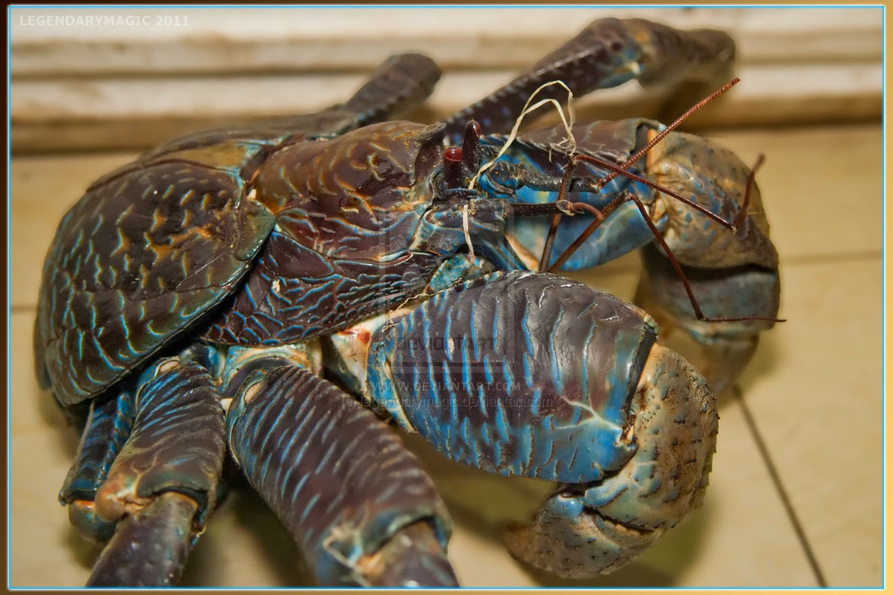 COCONUT CRAB photos wallpapers the fun bank