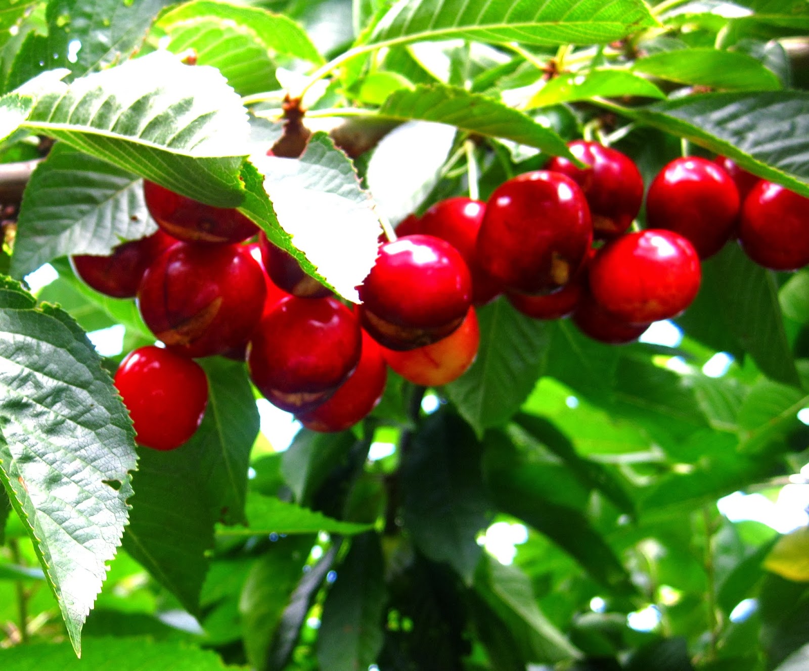 Something Else to Eat Sweetheart cherries