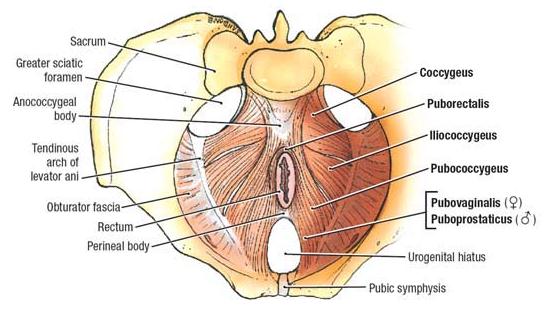 Pubococcygeus Muscles Men