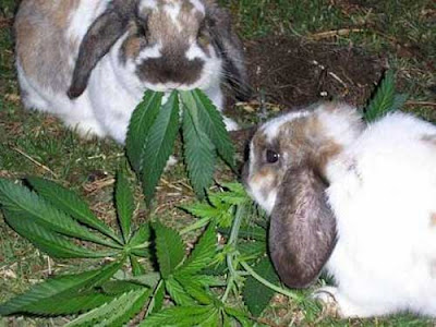 rabbits-eating-pot.jpg