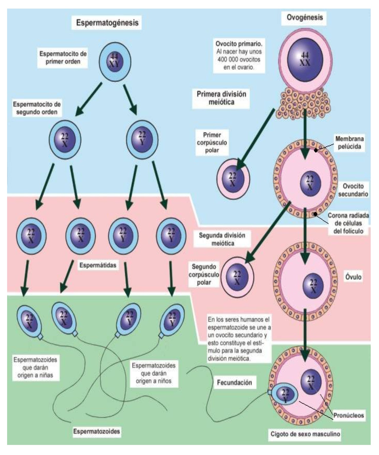 Ovogenesis 63 Ovogenesis 10