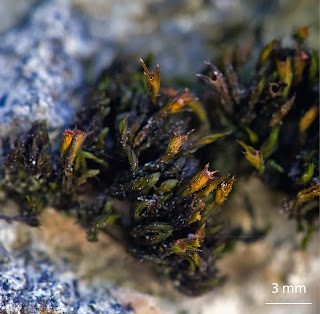 foto del musgo Schistidium elegantulum de la familia Grimmiaceae sobre mortero de un muro