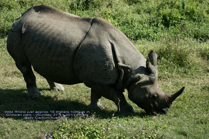 Old Bull Rhino  spotted in Sauraha village grazing below empty elephant stables.