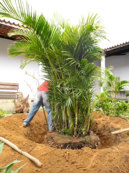 plantas bordaduras jardimJardim do Éden – Paisagismo e Jardins plantas bordaduras jardimJardim do Éden – Paisagismo e Jardins