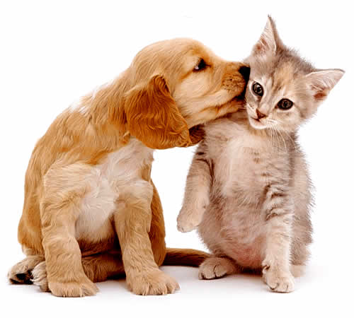 Featured image of post Fundo Cachorro E Gato Png Puede descargarlo con formato de todos estos recursos perro cachorro gato hd son para descargar