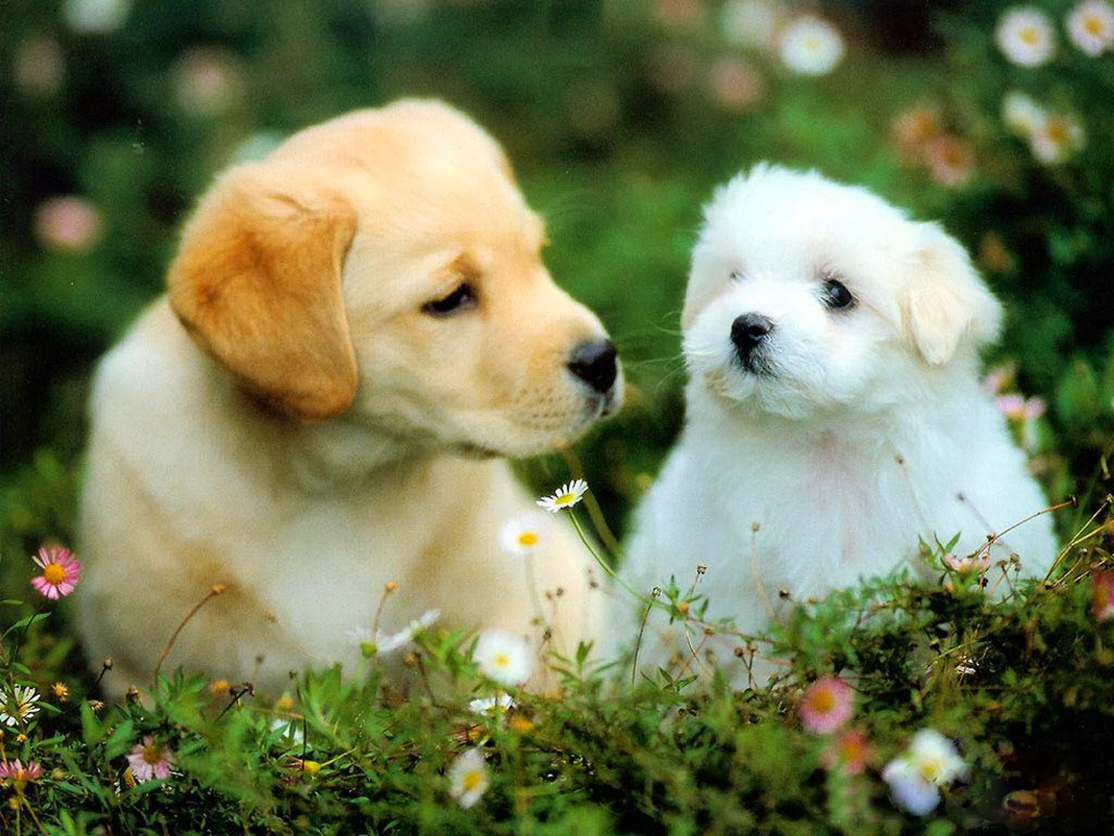 All new wallpaper : Beautiful puppies dogs