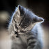 Facts about Maine Coon cats!