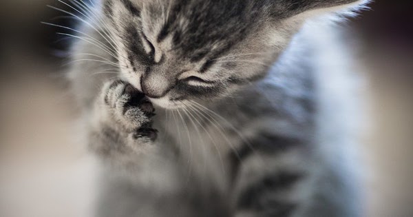 Cat Breeds Sense Human Emotions Cat Breeds Sense Human Emotions