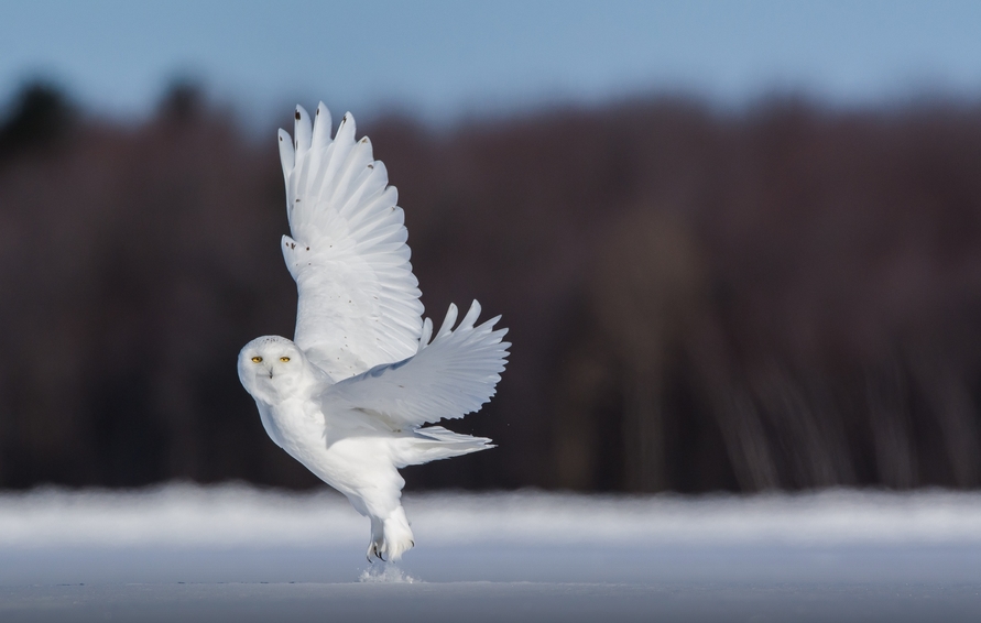 White Wolf : Fascinating Wildlife Pictures of Maxime Riendeau Will Take