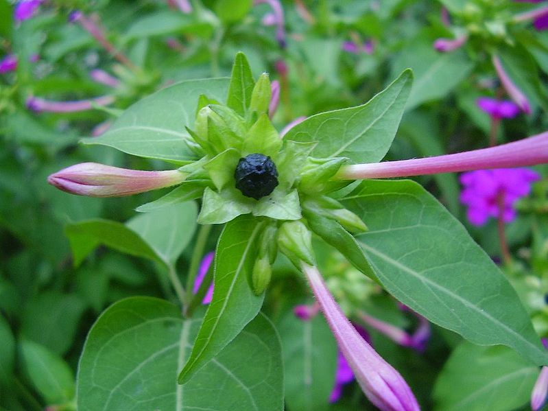 Mirabilis Jalapa Poisonous