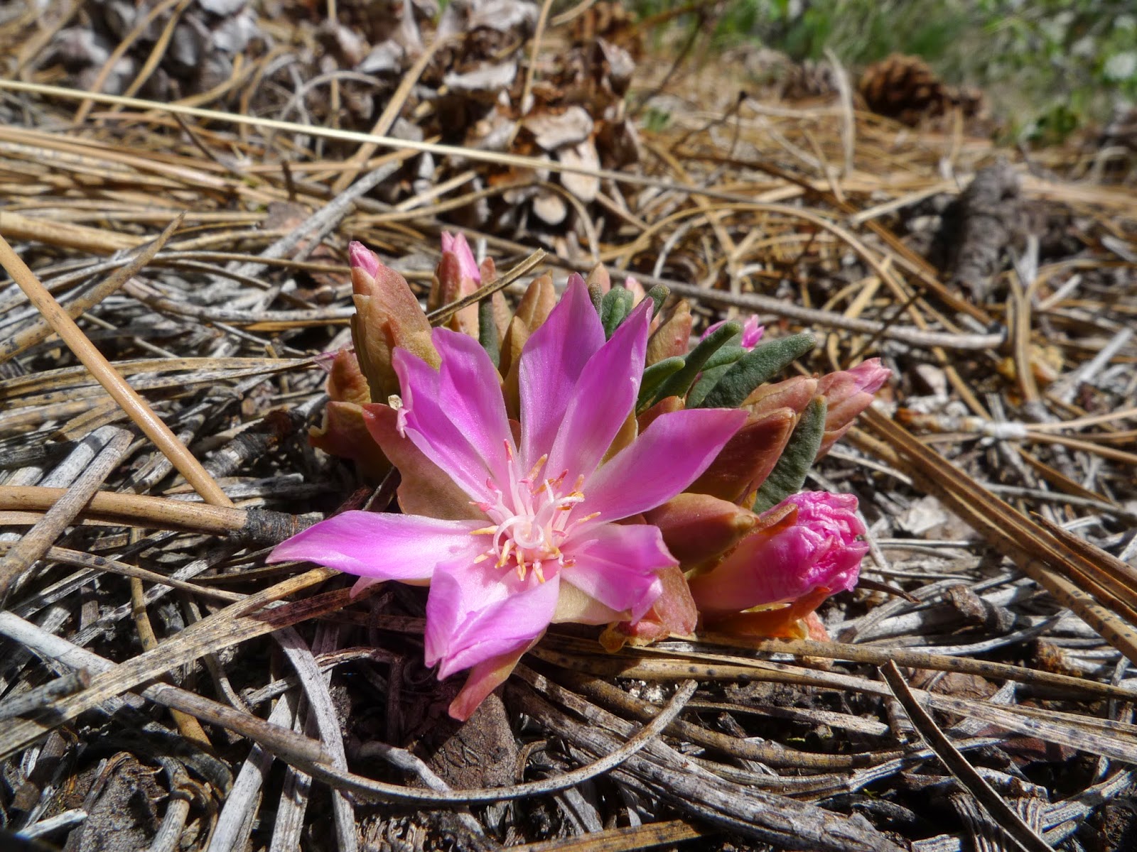 Wild Harvests Bitterroot Mts live up to their name.