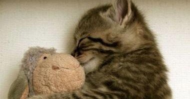 gatito abrazando peluche