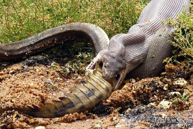 Rắn Khổng Lồ Rắn Khổng Lồ