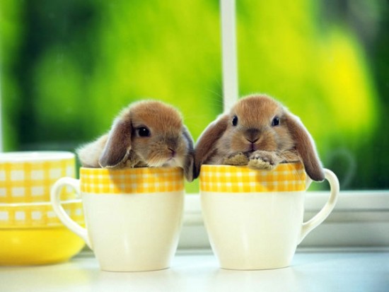 baby animals pictures, animals in cups, cute animal pictures, tiny animals in cups, adorable baby animal pictures, small animals in cups