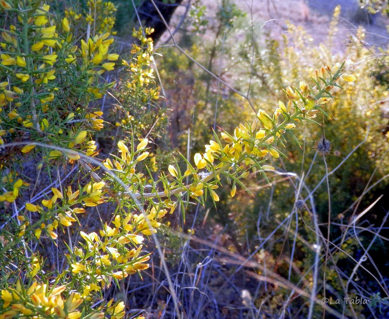 Ulex parviflorus popularmente conocido como aliaga morisca o tojo. Flores silvestres color amarillo